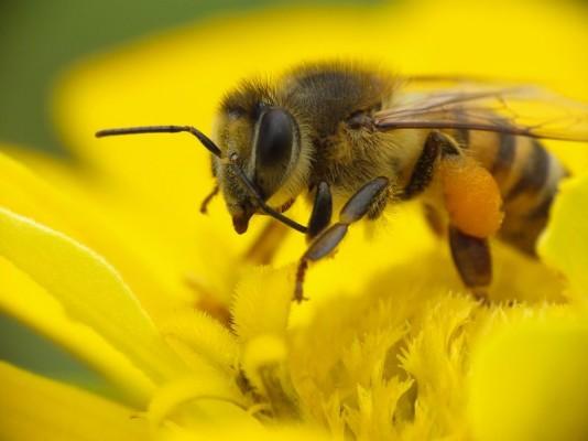 Health Benefits of Bee Pollen — Nordic Honey