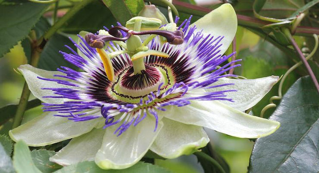 Medicine In Your Garden Series: Passionflower