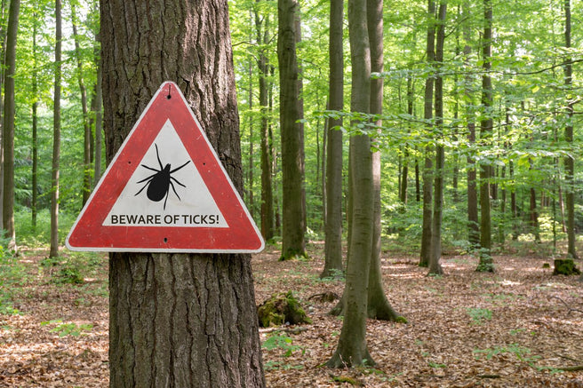 Ticks: We know there’s Lyme Disease … but wait there’s more!!