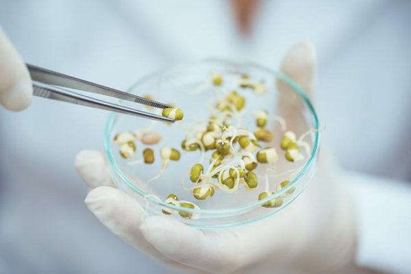 Secret GMO Foods: Are You Eating Yourself to an Early Death?