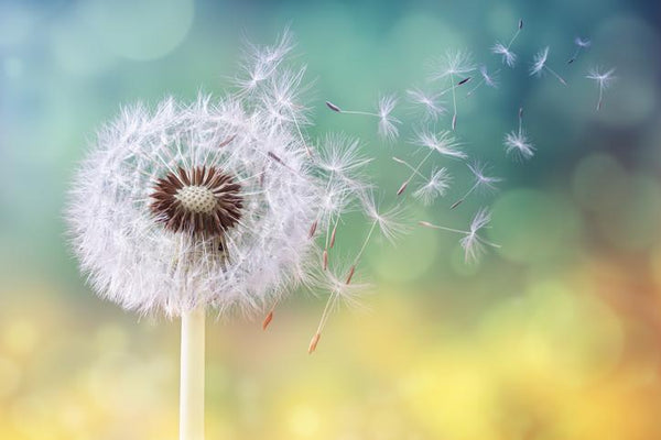 Spring is in the air - and so are the allergies!