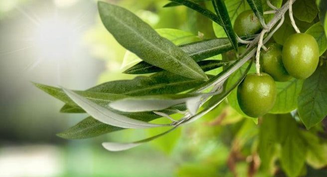Your Heart Loves Olive Leaf Extract
