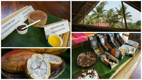 A Chocoholic's Delight! Journey to a Balinese Cacao Plantation