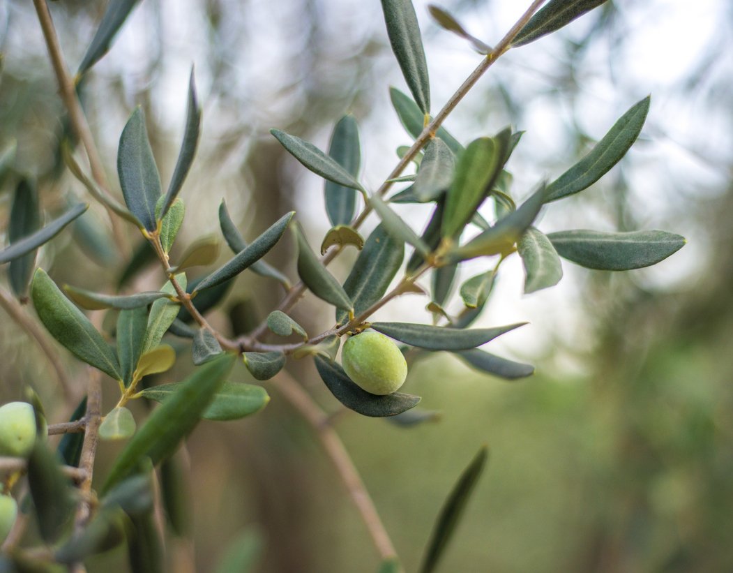 Boost Your Immune System with Olive Leaf