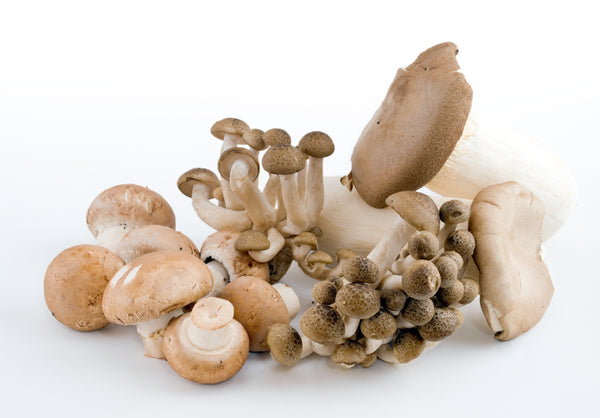 Medicinal Mushrooms