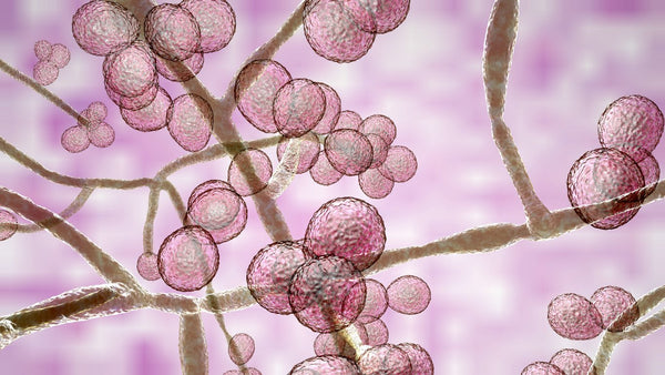 Candida (Thrush) – How to ditch the itch?