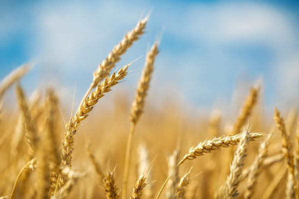 Gluten Intolerance Is On The Rise: The Problems With Modern Day Wheat