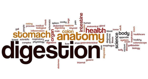 5 Healthy Digestion Tips | Mr Vitamins