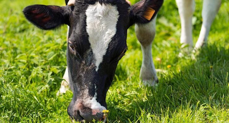 5 Reasons why your Weight Loss can benefit from Whey Protein