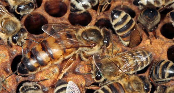 5 simple tips from the honeybee to prepare for the Silly Season | Mr Vitamins