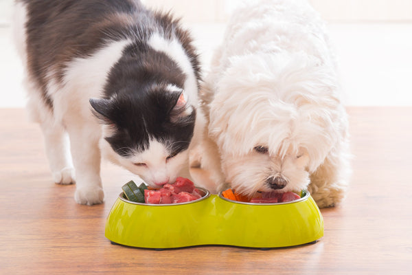 Animal Nutrition: what to feed your cats and dogs