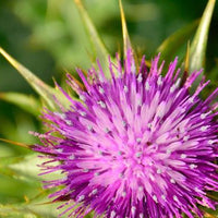 7 reasons to take Milk Thistle