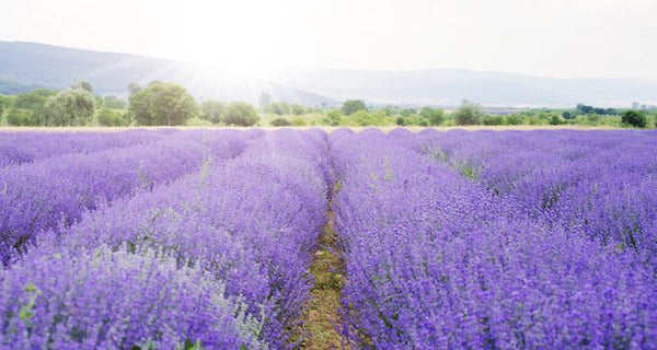 12 tips for using Lavender Essential Oil