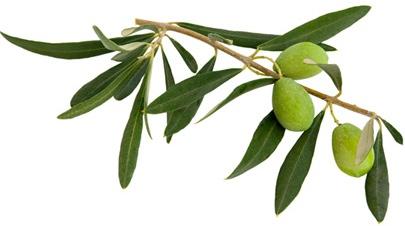 Olive leaf extract the potent antioxidant