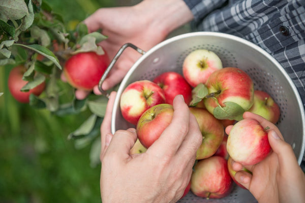An Apple a Day keeps the Doctor away