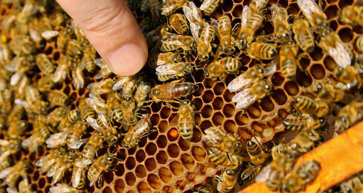 Beauty That’s Fit for a Queen with Royal Jelly