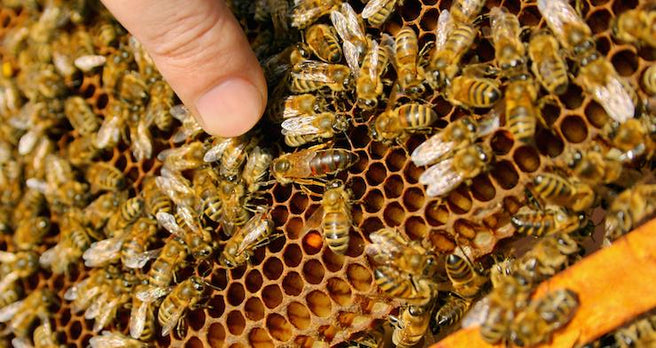 Beauty That’s Fit for a Queen with Royal Jelly | Mr Vitamins