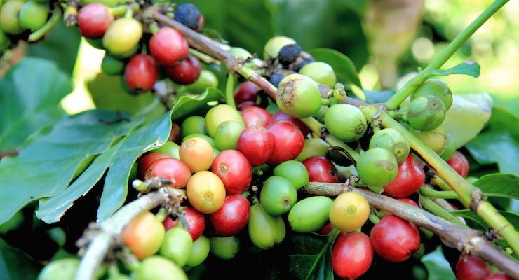 Better than a morning caffeine hit - Raw Green Coffee helps Weight Management