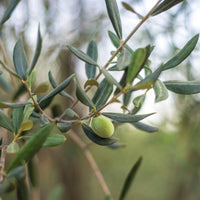 Boost Your Immune System with Olive Leaf