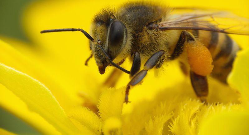 Bee Pollen – an important Superfood