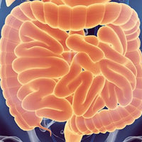 Colostrum - Your Way to Super Gut Health