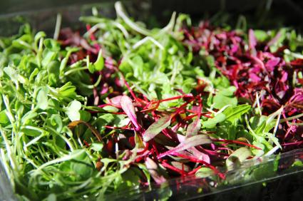 Up the Ante on Your Salad with Microgreens!