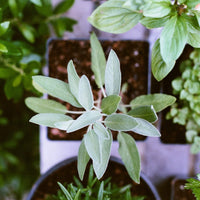 Sage: The Common Herb That Can Improve Memory
