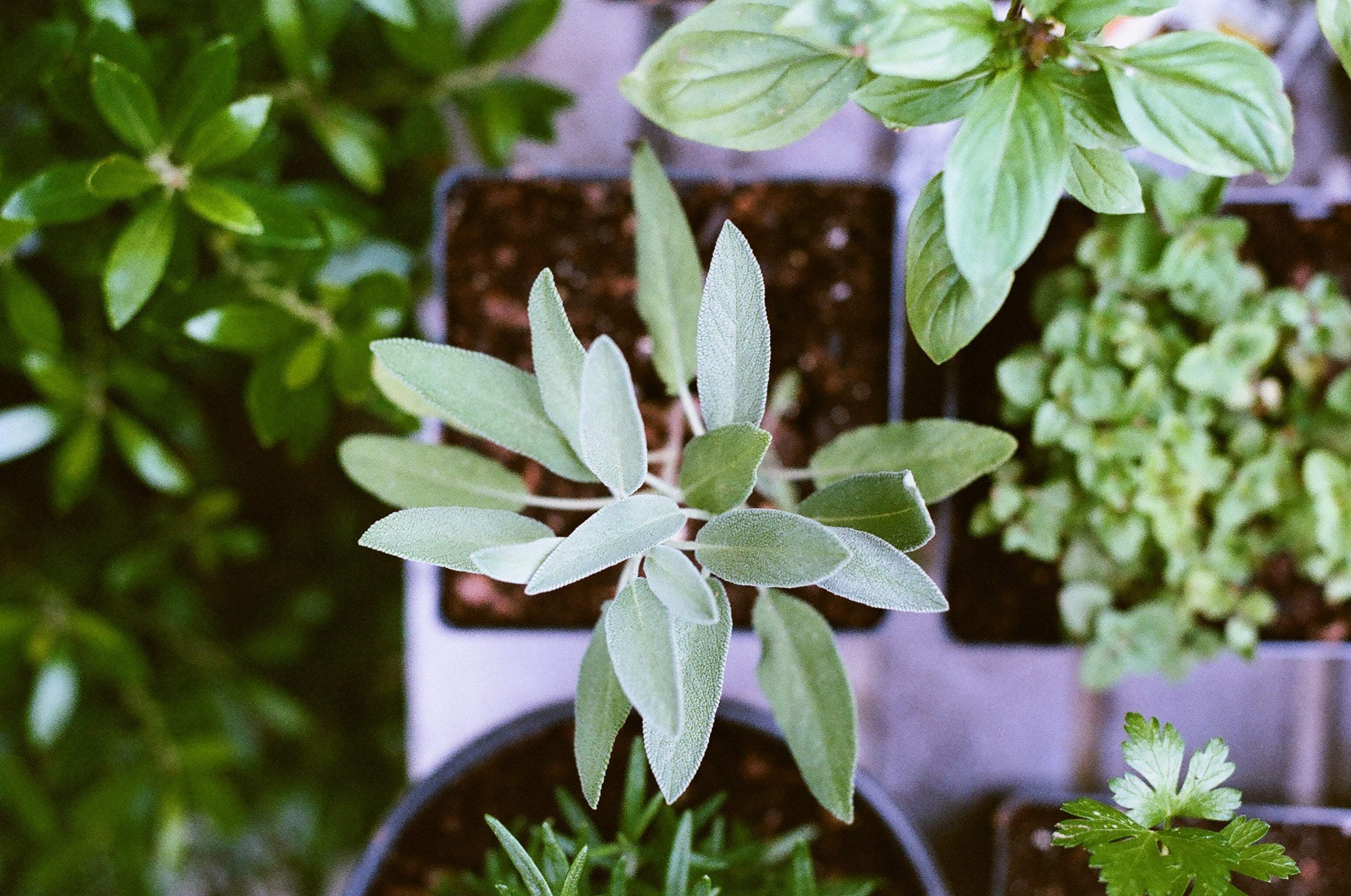 Sage: The Common Herb That Can Improve Memory