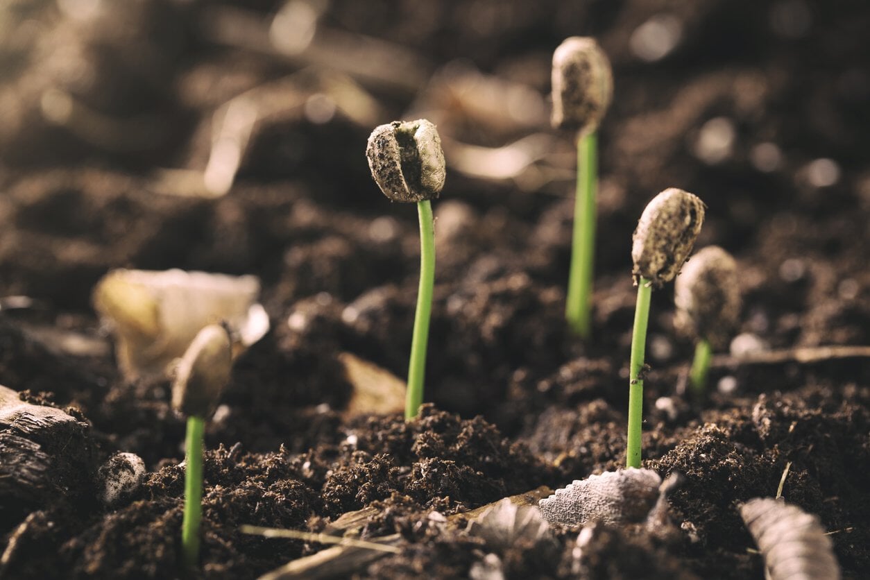 Effects of coffee reduce the risk of Alzheimer’s disease, diabetes & stroke, really?