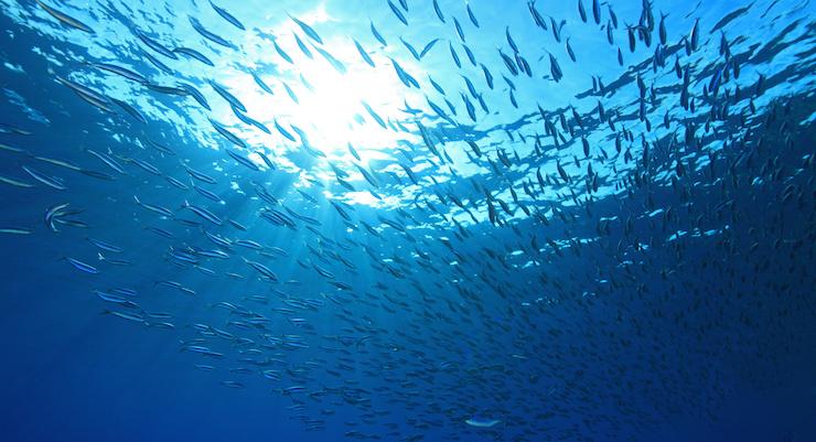 Fish Oil: Helping your children’s learning and development