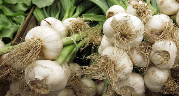 Garlic - the powerful ancient remedy for essential health today | Mr Vitamins
