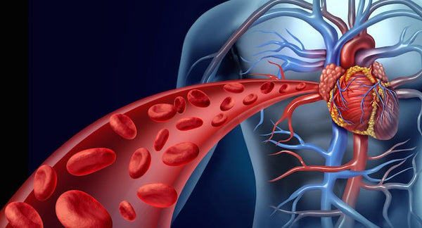 Getting to the heart of the matter - Your Heart Health | Mr Vitamins