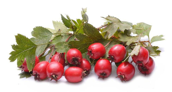 Hawthorn for a healthy heart | Mr Vitamins