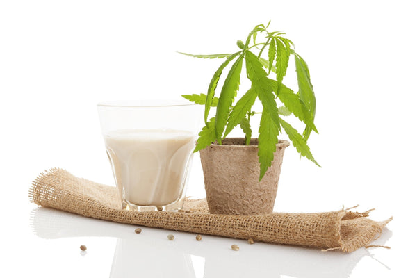 Hemp Milk Recipe | Mr Vitamins