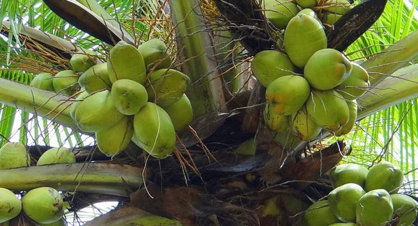 How to get more MCTs: Sources & Benefits | Mr Vitamins