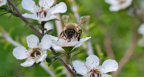 How UMF can help you pick the right Manuka Honey | Mr Vitamins