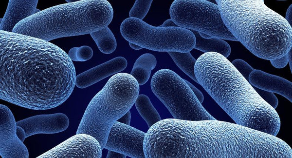 Looking to Give Your Health a Boost? Try Probiotics! | Mr Vitamins