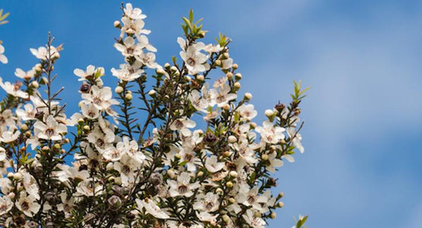 Manuka Honey: Power-Packed Nutrition is Naturally Sweet... | Mr Vitamins