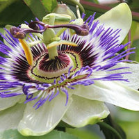 Medicine In Your Garden Series: Passionflower