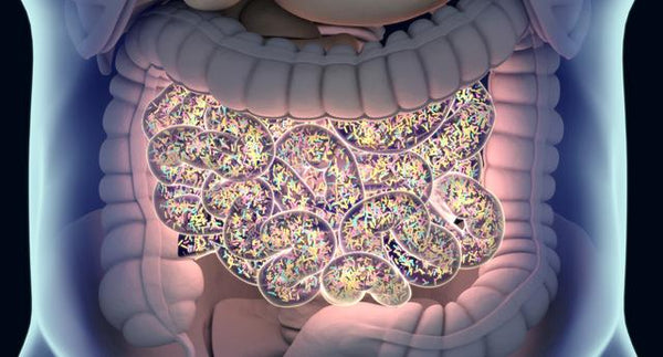 Microbiome Health and Diabetes – are you at risk? | Mr Vitamins