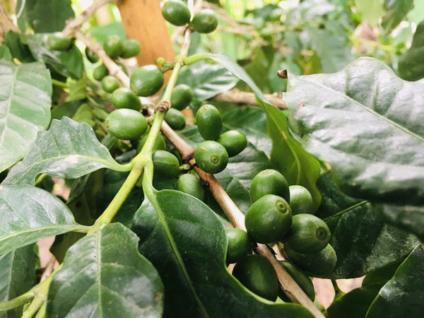 Pure Green Coffee Bean for Weight Loss | Mr Vitamins