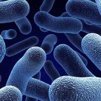 Refrigerated Vs. Non-Refrigerated Probiotics | A Comparison Guide