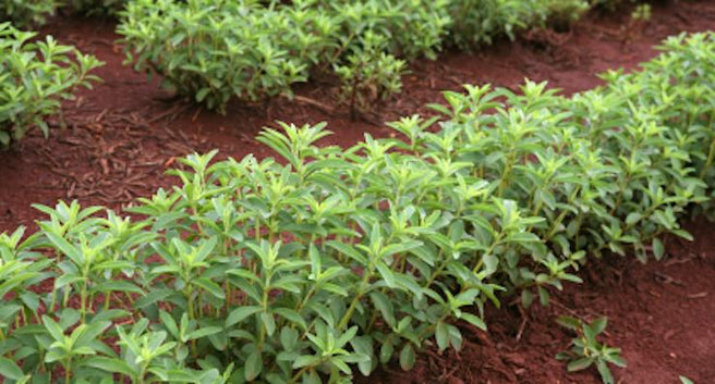 Stevia, the natural sugar alternative | Mr Vitamins