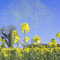 Taking Care of Hayfever