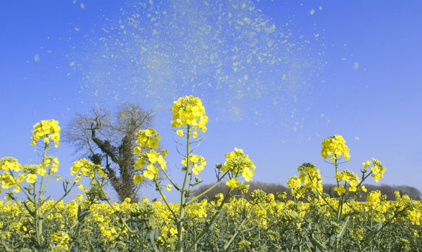 Taking Care of Hayfever | Mr Vitamins