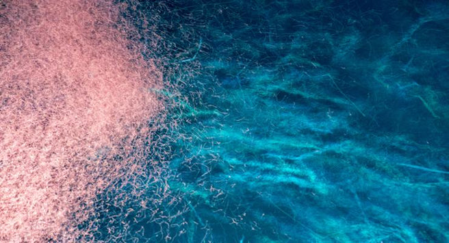 The anti-ageing benefits of Krill Oil | Mr Vitamins