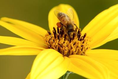 The natural remedy that can both heal and prevent infections