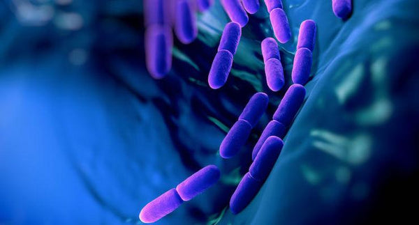 Type II Diabetes Responds to Healthy Gut Bacteria | Mr Vitamins