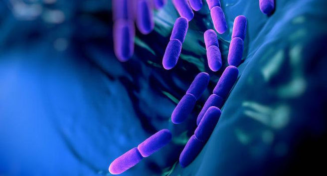 Type II Diabetes Responds to Healthy Gut Bacteria | Mr Vitamins