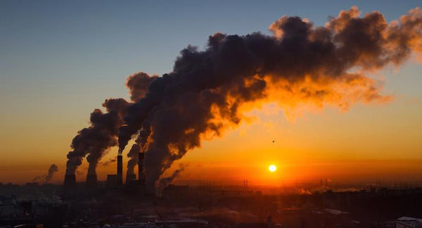 What’s all the fuss about environmental toxins? | Mr Vitamins